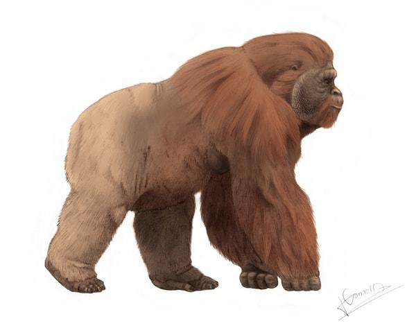 10. Gigantopithecus
