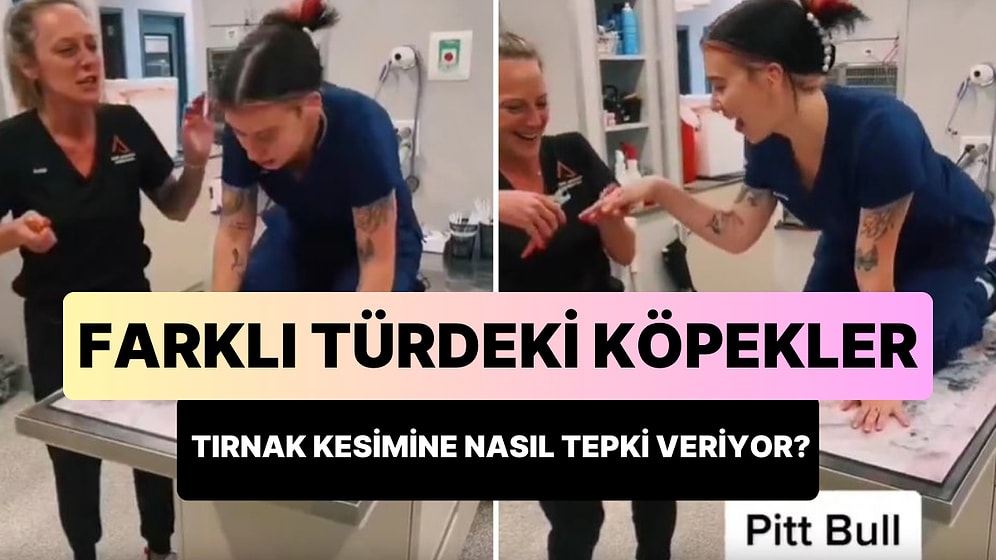 'Farklı Türdeki Köpeklerin Tırnak Kesimine Verdikleri Tepkileri' Gösteren Kadından Oscarlık Performans