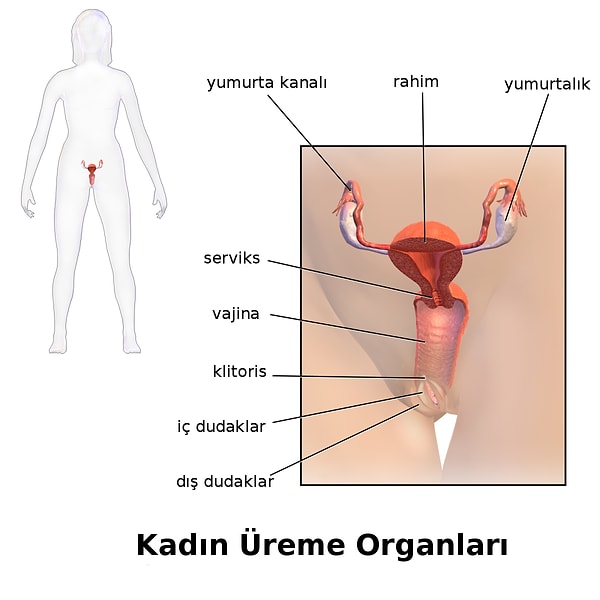 Sağlık açısından üreme organlarınızda tekrarlayan sorunlar ve tedavilere açıksınız.