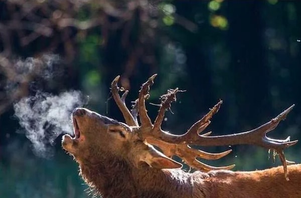 1. Утреннее дыхание 😂