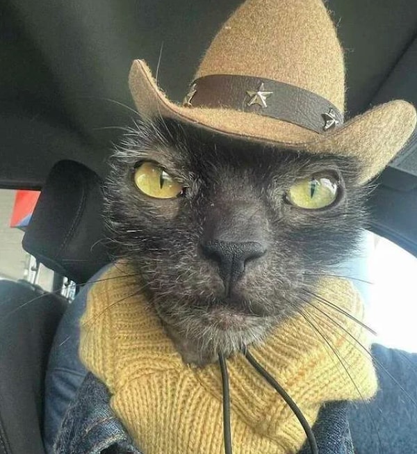 6. Кот всем котам кот!