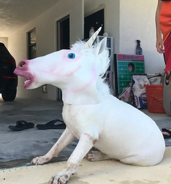 7. Это какая-то новая версия единорога?