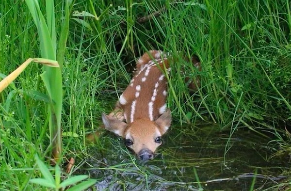 10. Неопознанный объект в траве!