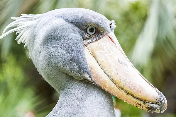 Bilimsel adı 'Balaeniceps rex' olan 'pabuç gagalı leylekler', isimlerini tahta bir ayakkabıyı andıran gagalarından alıyor.