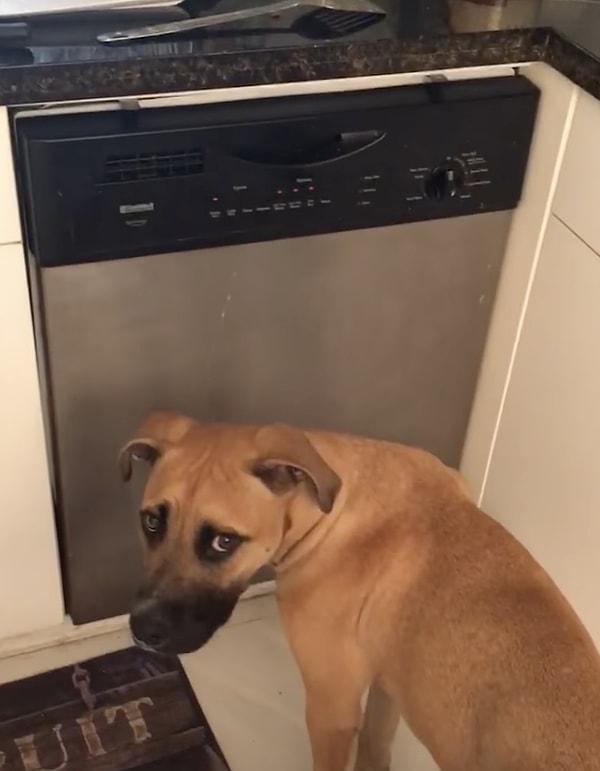 7. "Köpeğim bulaşık makinesine takmış durumda! Sürekli bulaşık makinesinin önüne geçip bir anda kapağı yalayıp tırmalamaya başlıyor."