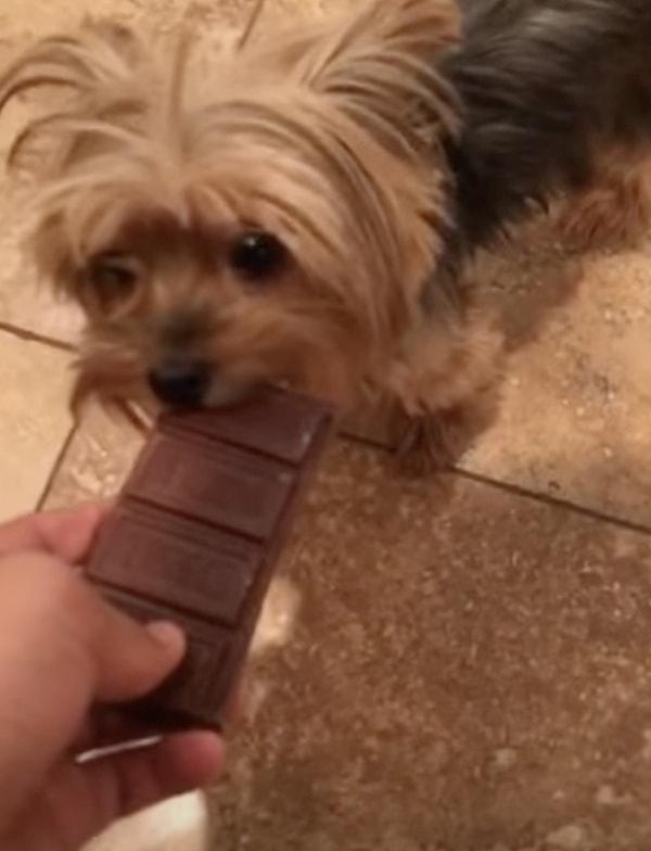 10. "Köpeğim bir keresinde 2 kiloluk çikolata paketinin hepsini yemişti."