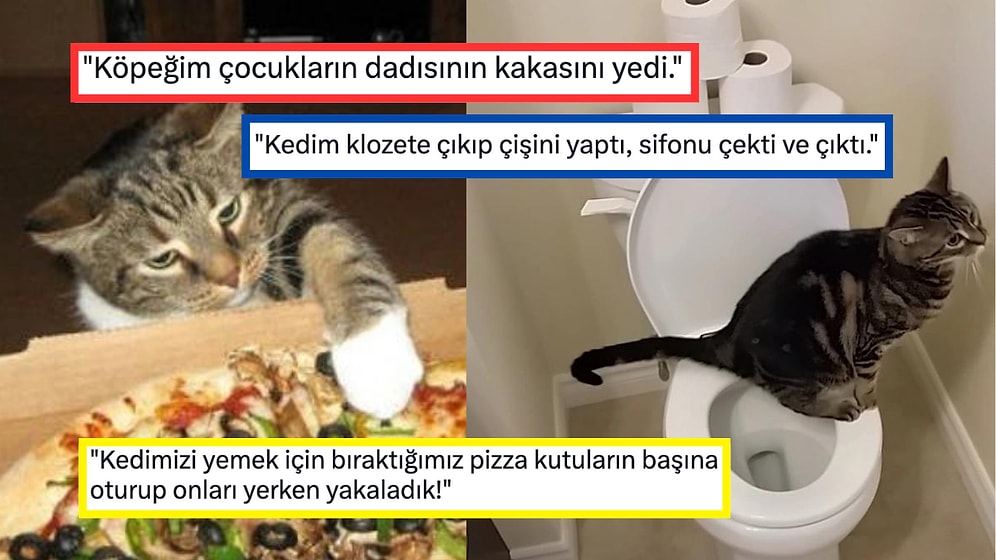 Evcil Hayvanlarıyla Yaşadıkları Birbirinden Absürt Olayları Paylaşarak Herkesi Kahkahalara Boğan 15 Kişi