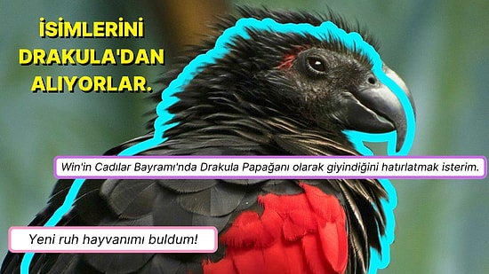 Her An Kanınızı Emmeye Hazır Gibi Duran Drakula Papağanları!