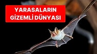 Minik Gibi Görünse de Kanatlarını Açınca Devleşen Yarasaların Şaşırtıcı Dünyasına Keşif Yapıyoruz
