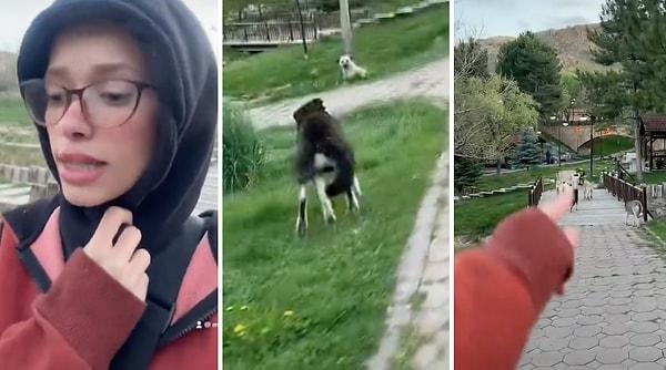 Bir TikTok kullanıcısı karşılaştığı sokak köpeklerini uzaklaştırmak için ilginç bir yöntem bulmuş.