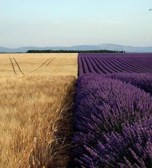 9. Fransa'nın güneyindeki Valensole platosunda bir lavanta tarlası ve buğday tarlası 👇