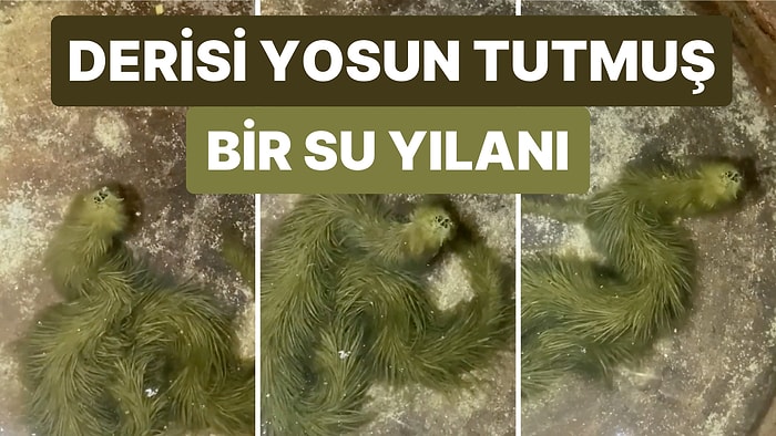 Yeni Bir Tür Sanılan Yeşil Kürklü Yılanın Aslında Bataklıkta Uzun Süre Kaldığı İçin Yosun Tuttuğu Ortaya Çıktı