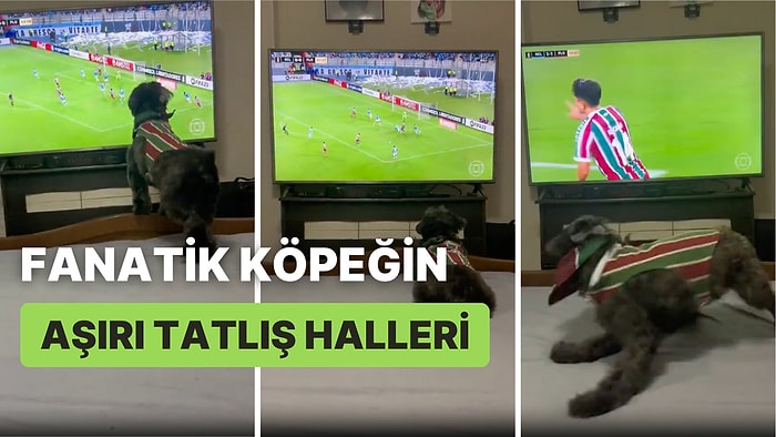 Tuttuğu Takım Gol Atınca Çıldırıp Rakip Atak Yapınca Hareketsiz Duran Fanatik Köpeğin Viral Olan Anları