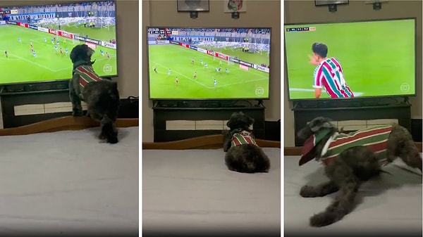 Fluminense taraftarı olan bu tatlı köpek, takımı atak yaptığı zaman heyecandan yerinde duramıyor🐶