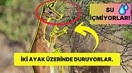 Su İçmeden Uzun Süre Boyunca Yaşayabilen ve Afrika'nın En İlginç Türü Olan Gerenuklar