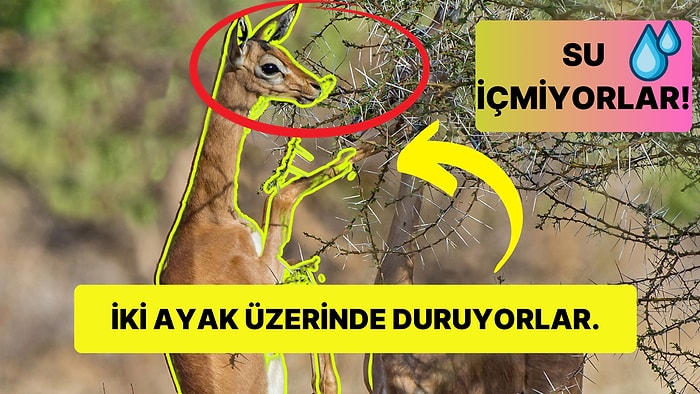 Su İçmeden Uzun Süre Boyunca Yaşayabilen ve Afrika'nın En İlginç Türü Olan Gerenuklar