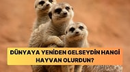 Dünyaya Yeniden Gelseydin Hangi Hayvan Olurdun?