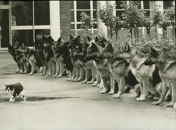 7. Alman polis hizmet köpeklerinin kedi önünde sakin kalabilmeleri için final sınavı, 1987👇