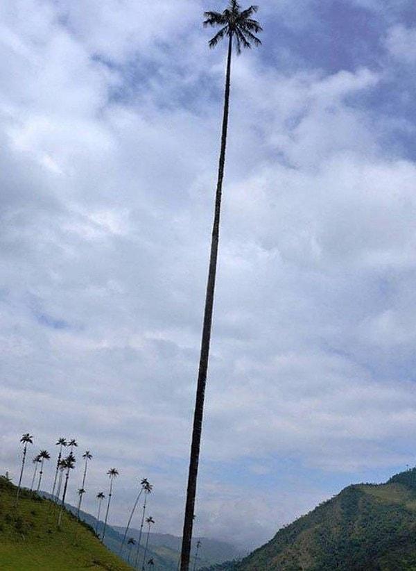 8. Kolombiya'nın Cocora Vadisi'ndeki dünyanın en uzun palmiye ağacı👇