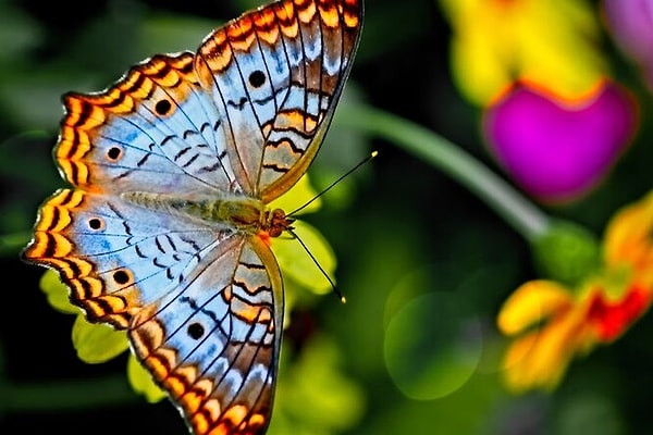 6. Могут ли бабочки летать во время землетрясения?