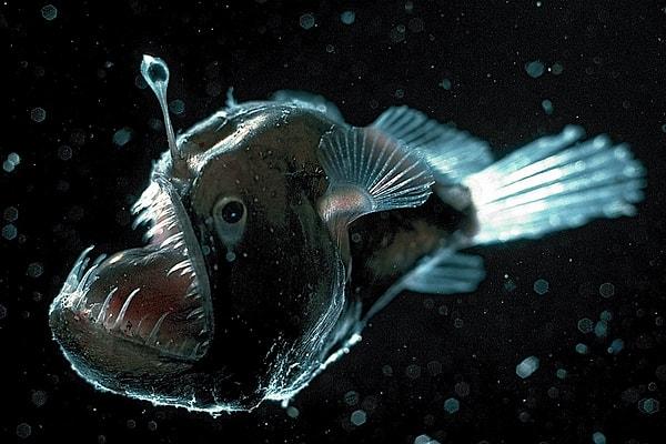 Fenersiler (Lophius piscatorius) okyanusun karanlık diplerinde yaşayan bir balıktır.