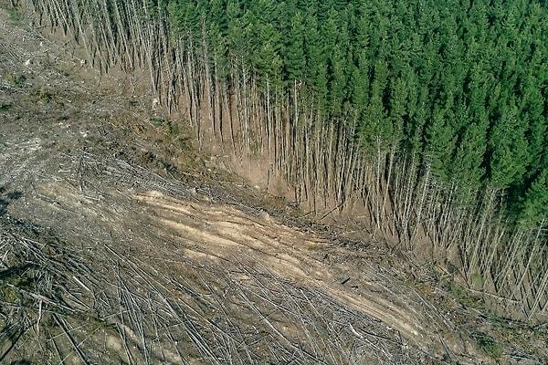 Nesli Tükenmekte Olan Ekosistemler Birliği, "İnsan eliyle yetiştirilen ormanlar neden doğal ormanlarla aynı ekosistemi oluşturmuyor?" sorusunu açıklığa kavuşturdu.