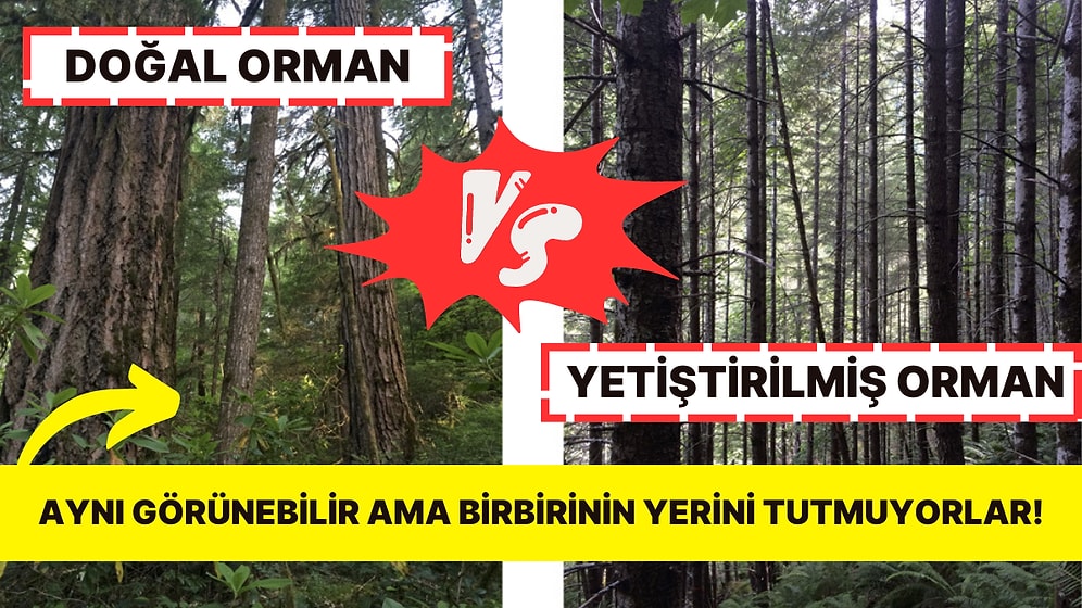 Tahribatın Geri Dönüşü: İnsan Eliyle Yetiştirilen Ormanlar Doğal Ormanlarla Aynı Ekosistemi Oluşturabilir mi?