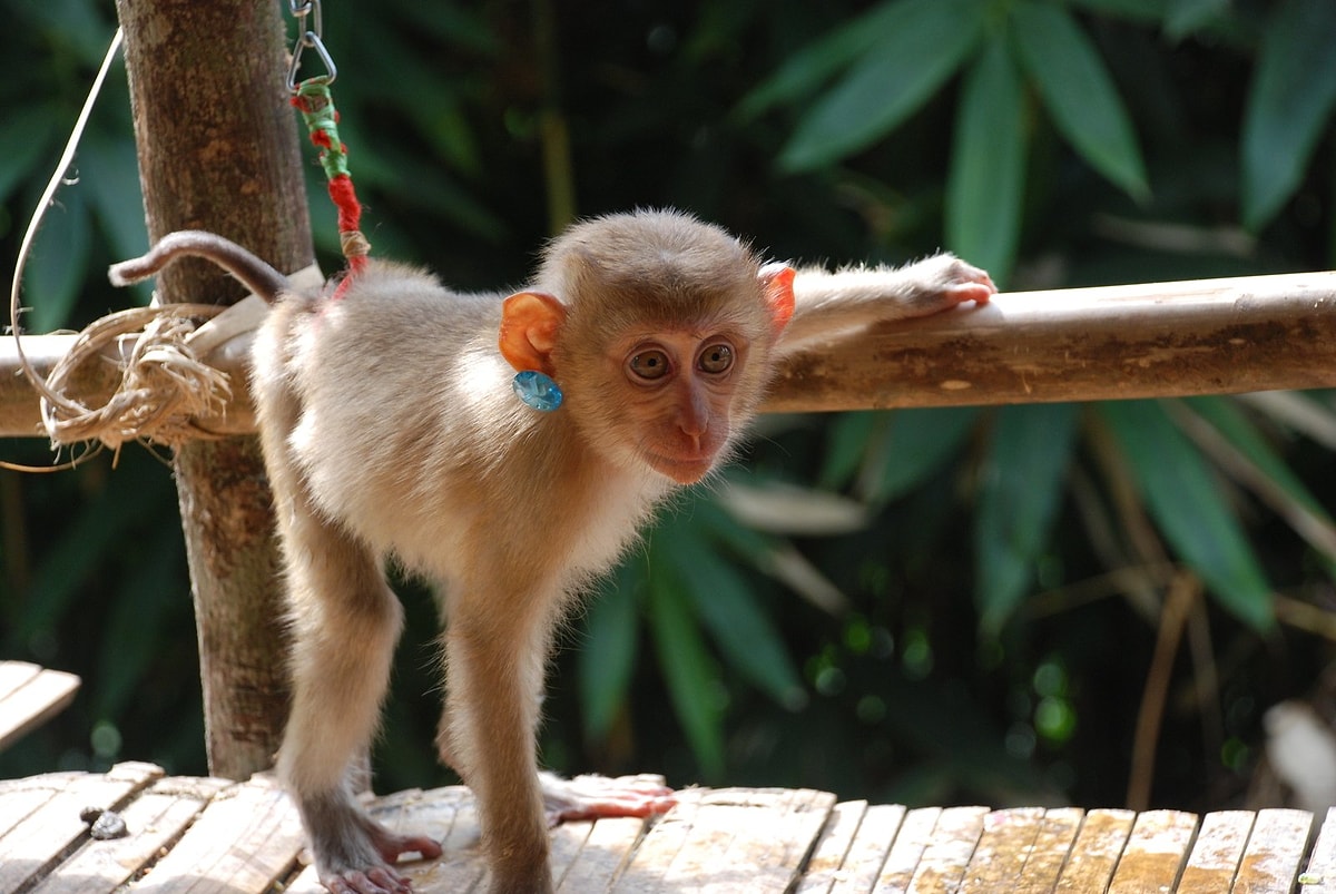 Rüyada Maymun Görmek Tuzaklara ve Düzenbazlara Karşı Kendinizi