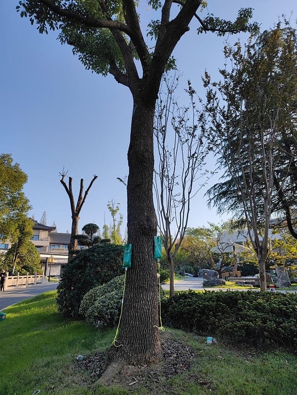 4. Видели когда-нибудь капельницы на деревьях?