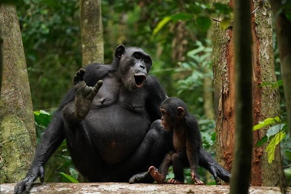 Bilim insanları, şempanzelerin söz dizimine sahip olduğunu ve anlamı ifade etmek için belirli sesler ürettiğini buldu. Çalışma, insan dilinin evrimsel tarihine ışık tutabilir.