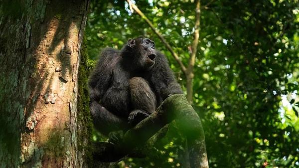 Araştırmacılar, söz dizimini kendi dillerinde kullanan şempanzelerin, bunun insanlardan kaynaklanmadığını, ancak söz dizimini kolaylaştıran bilişsel yapı bloklarının şempanzelerle son ortak atamızda mevcut olabileceğini söylüyorlar.