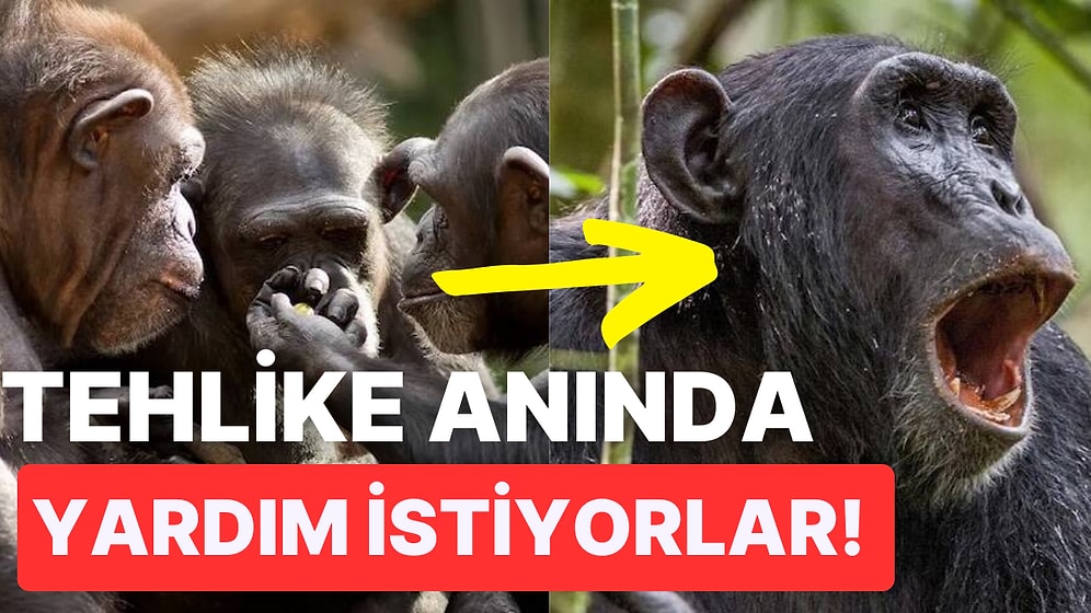 Bilim İnsanları Şempanzelerin İlkel Bir Dile Sahip Olduğunu Keşfetti!