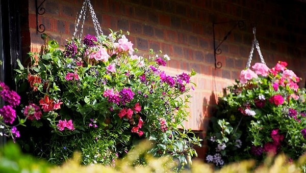 2. Выберите ампельное растение: