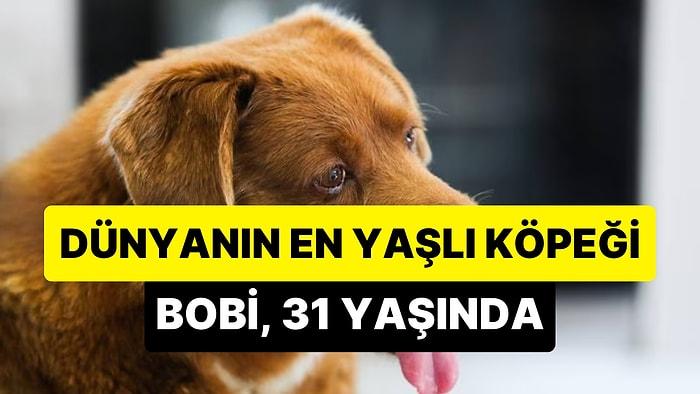 31 Yaşına Giren Dünyanın En Yaşlı Köpeği: Bobi