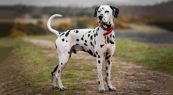 4. Глостерширская пятнистая — это порода...