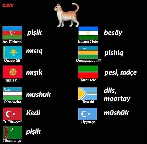7. Kedi kelimesinin kökeni muhtemelen Eski Mısırca "Kaute" kelimesinden geliyor. Bunlar da Türk halklarında kedi...