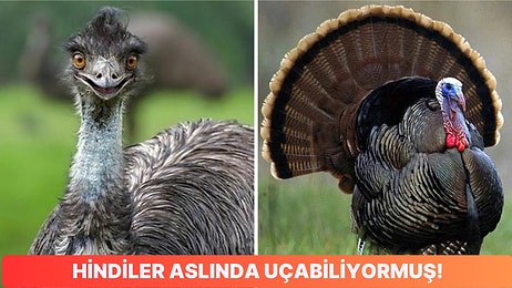 Öğrenince Hayretler İçerisinde Kalacağınız Dünyanın En Büyük 9 Kuşu