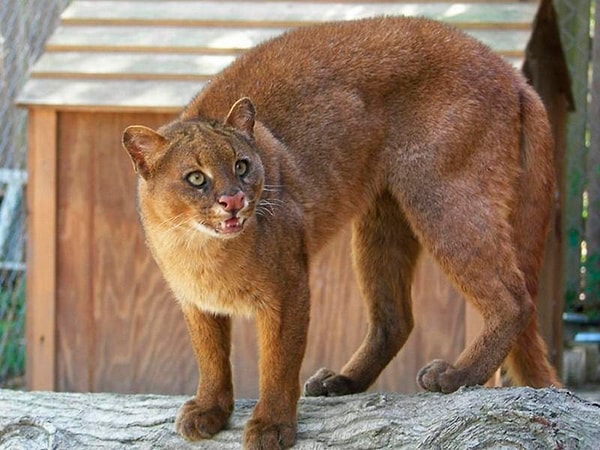 7. Кто изображен на фото?