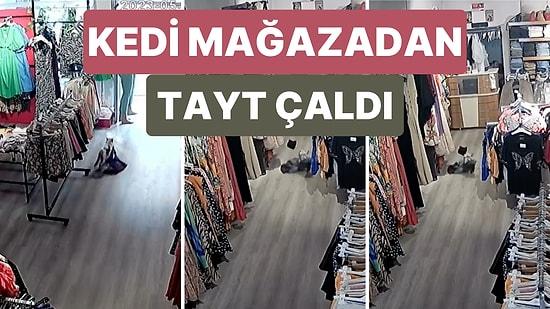 İstanbul’da Bir Kedi Girdiği Giyim Mağazasından Tayt Çaldı
