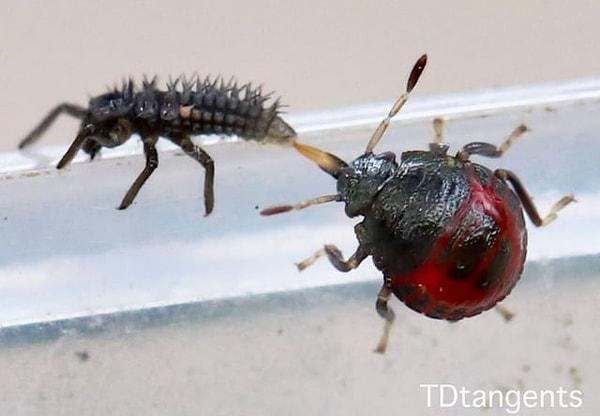 3. Uğur böceği larvası yakalayan ürkütücü bir böcek: