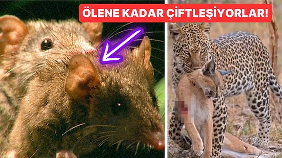 Doğanın Korkutucu Yüzünü İliklerinize Kadar Hissetmenize Sebep Olacak Birbirinden Ürkütücü 15 Yeni Fotoğraf