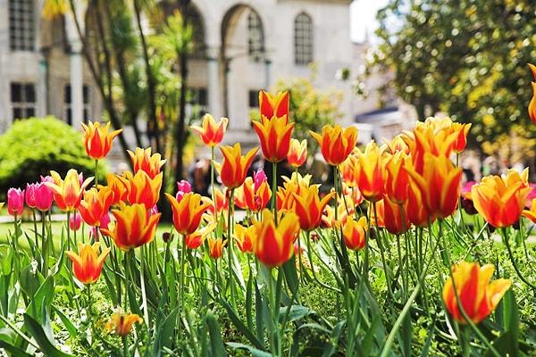 7.	Tulips: A Turkish Symbol