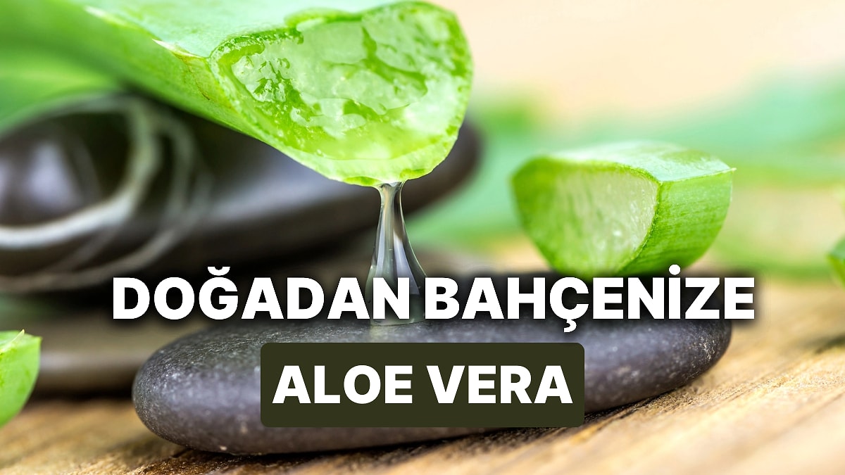 Aloe Vera Nasl oaltlr ve retilir? Evde Aloe Vera Bakm Nasl  Yaplr? - Onedio