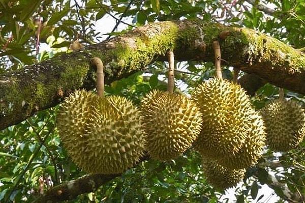 4. Durian ağaçları yüz yıldan fazla yaşar.