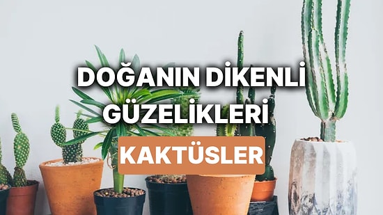 Kaktüs Çeşitleri Nelerdir? Dayanıklılığın İkonları Kaktüslerin Hangilerine Evde Bakılır?