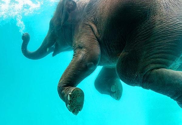 7. Filler 6 saat aralıksız yüzebilir.