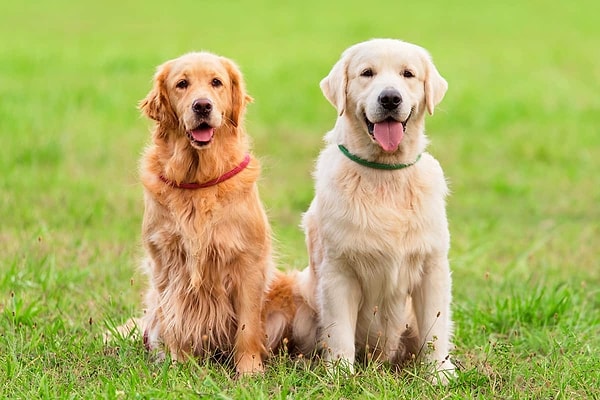 Вам подойдет золотистый ретривер!