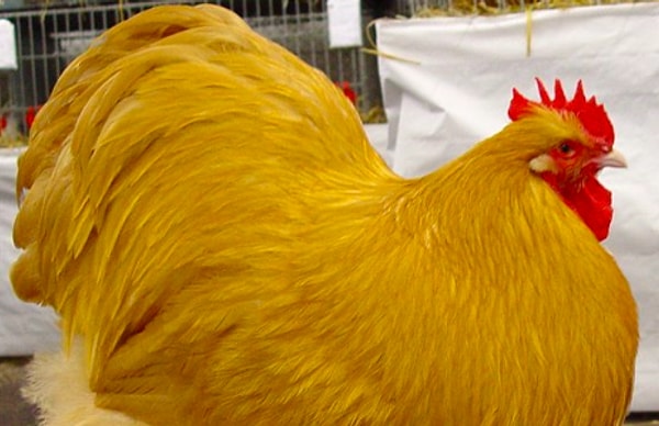 Вы – орпингтон!