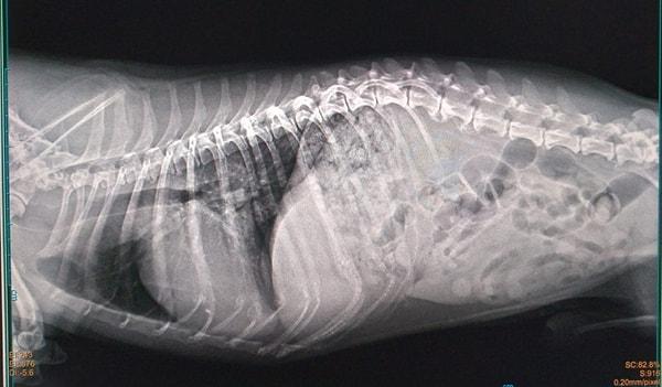 Röntgen yöntemiyle köpeğinizin karnında kaç tane yavru taşıdığı görülebilir.