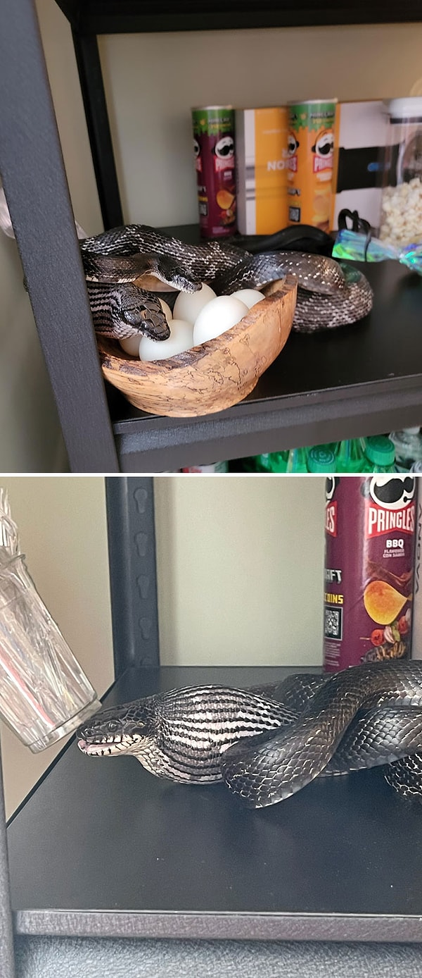 7. «Я держу утиные яйца в кладовой, услышал там шум, открыл ее, а там вот это»